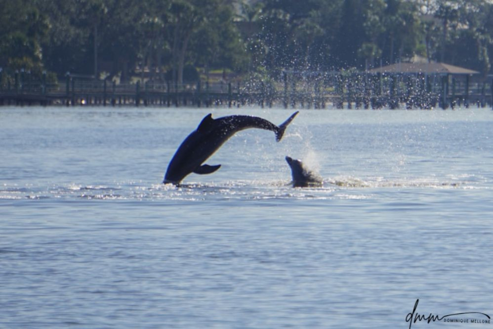 Bottlenose Dolphin- Double Breach 1
