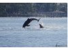 Bottlenose Dolphin- Double Breach 1
