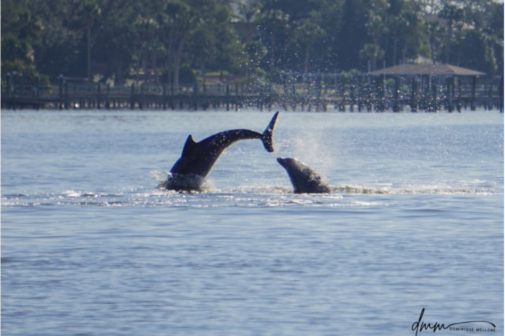 Bottlenose Dolphin- Double Breach 2
