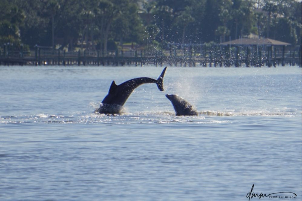 Bottlenose Dolphin- Double Breach 2