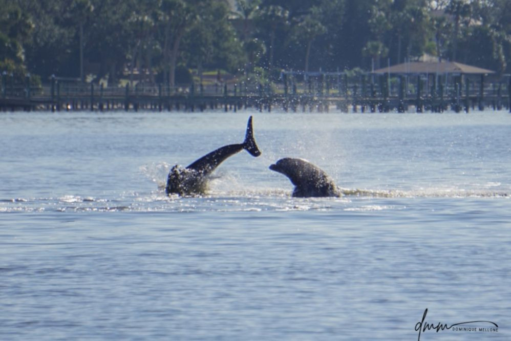 Bottlenose Dolphin- Double Breach 3