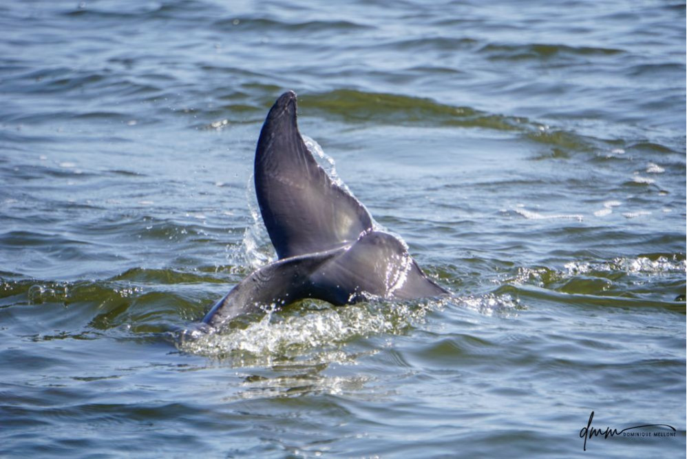 Bottlenose Dolphin- Flukes 1