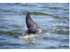Bottlenose Dolphin- Flukes 1