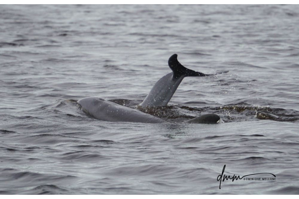 Bottlenose Dolphin- Flukes 11