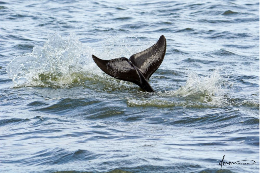 Bottlenose Dolphin- Flukes 4