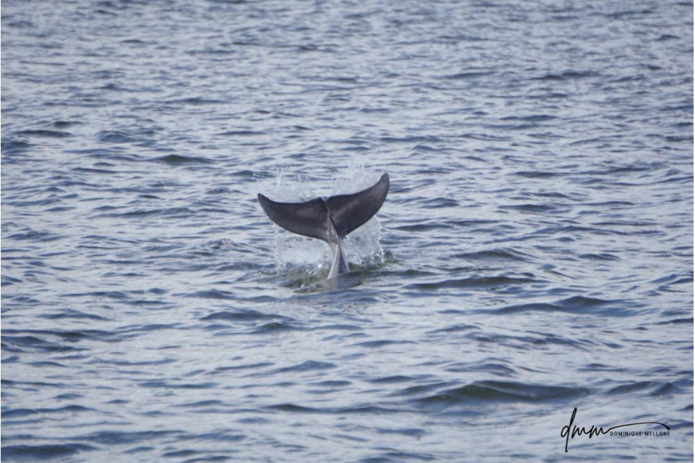 Bottlenose Dolphin- Flukes 5