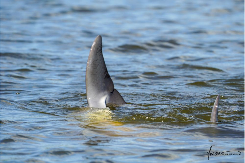 Bottlenose Dolphin- Flukes 6