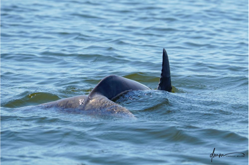 Bottlenose Dolphin- Flukes 7