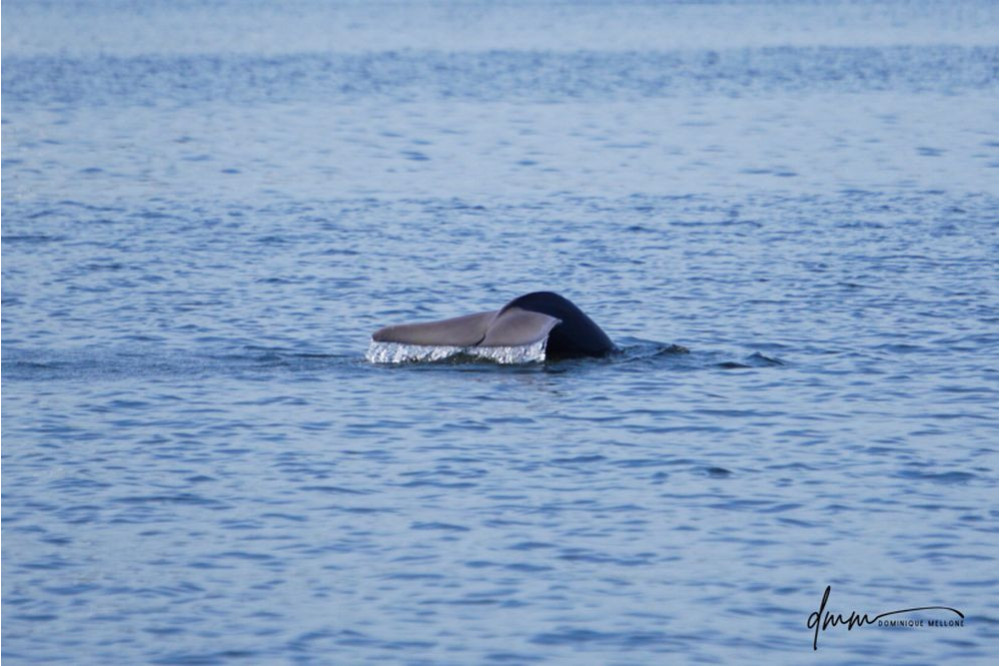 Bottlenose Dolphin- Flukes 8