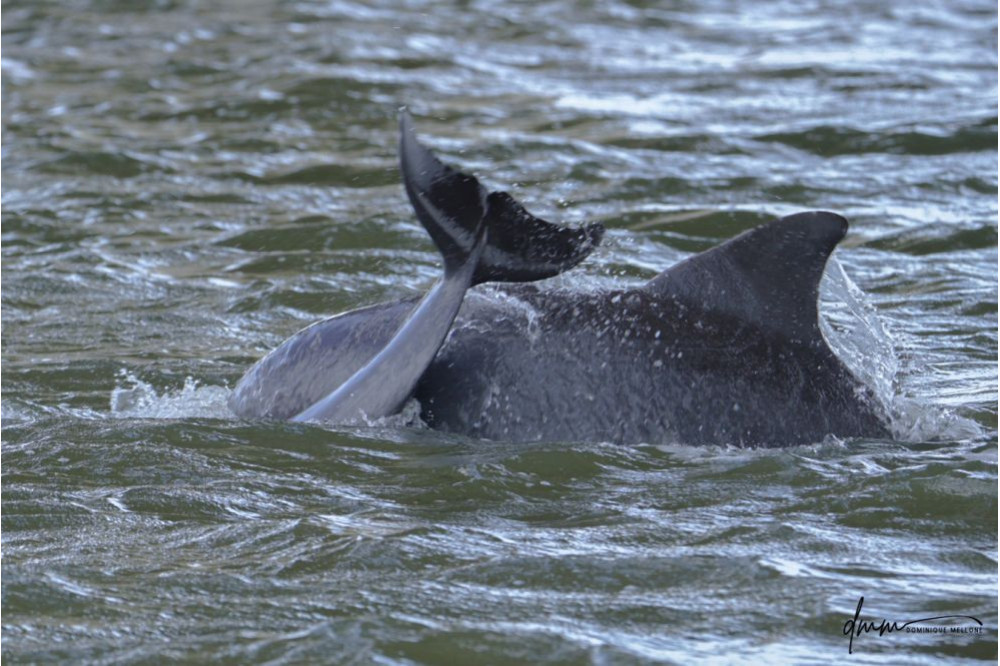 Bottlenose Dolphin- Flukes 9