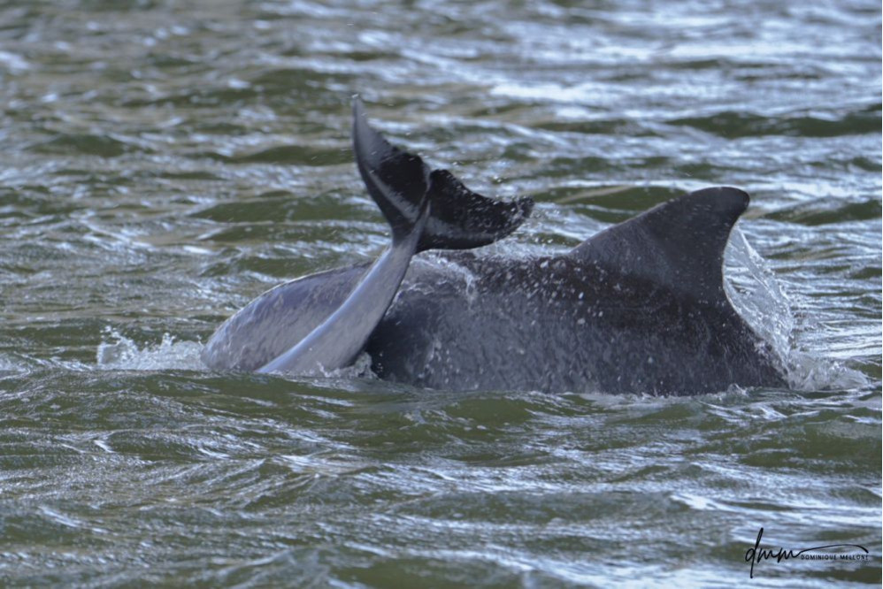 Bottlenose Dolphin- Flukes 9