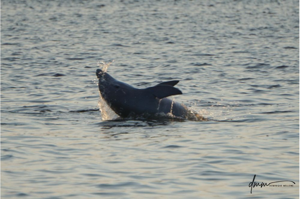 Bottlenose Dolphin- Half Breach 1
