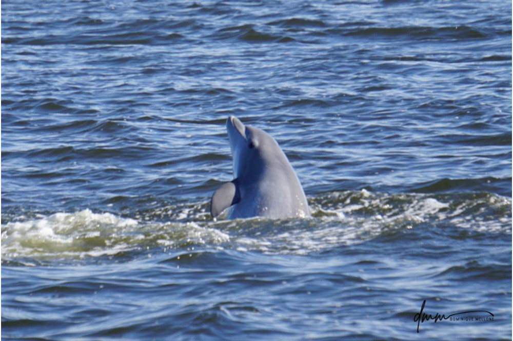 Bottlenose Dolphin- Half Breach 10