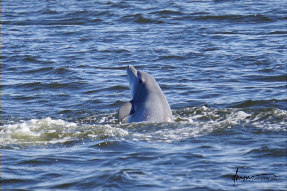 Bottlenose Dolphin- Half Breach 10