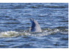 Bottlenose Dolphin- Half Breach 10
