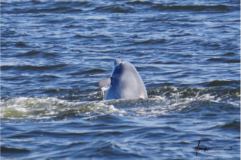 Bottlenose Dolphin- Half Breach 11