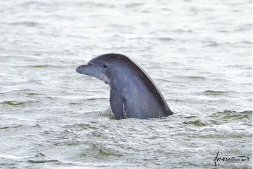 Bottlenose Dolphin- Half Breach 13