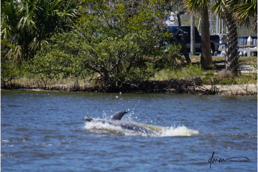 Bottlenose Dolphin- Half Breach 14