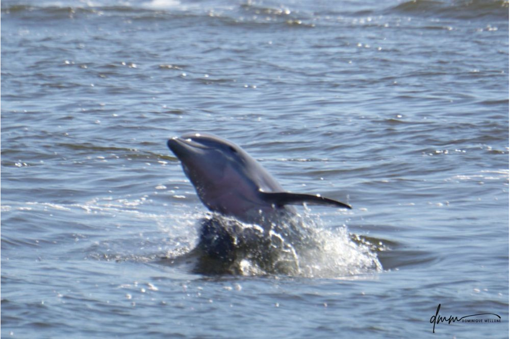 Bottlenose Dolphin- Half Breach 16