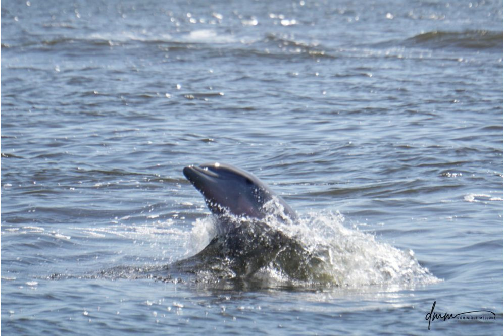 Bottlenose Dolphin- Half Breach 17
