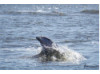 Bottlenose Dolphin- Half Breach 17