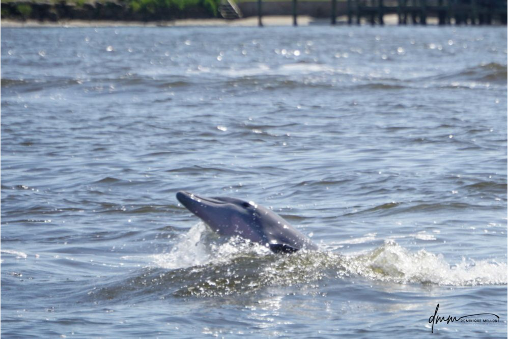 Bottlenose Dolphin- Half Breach 18