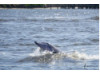 Bottlenose Dolphin- Half Breach 18