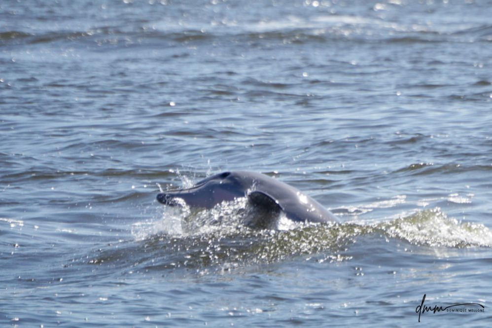 Bottlenose Dolphin- Half Breach 19