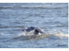 Bottlenose Dolphin- Half Breach 19
