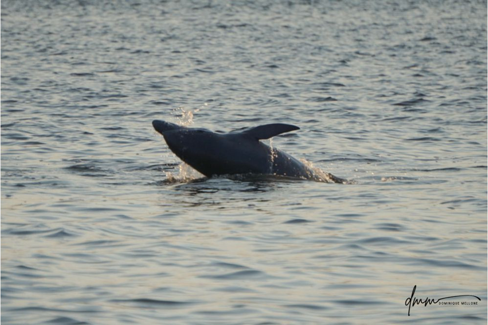 Bottlenose Dolphin- Half Breach 2