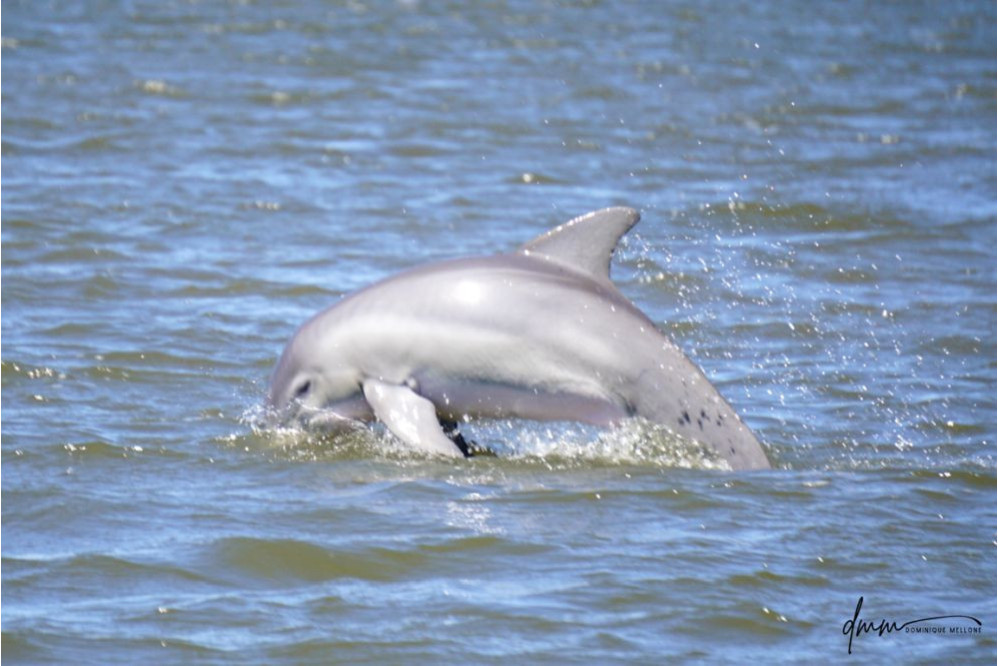 Bottlenose Dolphin- Half Breach 20