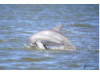 Bottlenose Dolphin- Half Breach 20