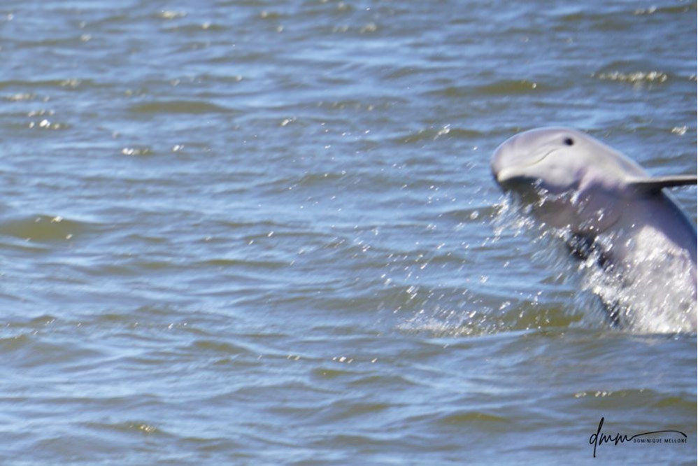 Bottlenose Dolphin- Half Breach 21