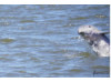 Bottlenose Dolphin- Half Breach 21