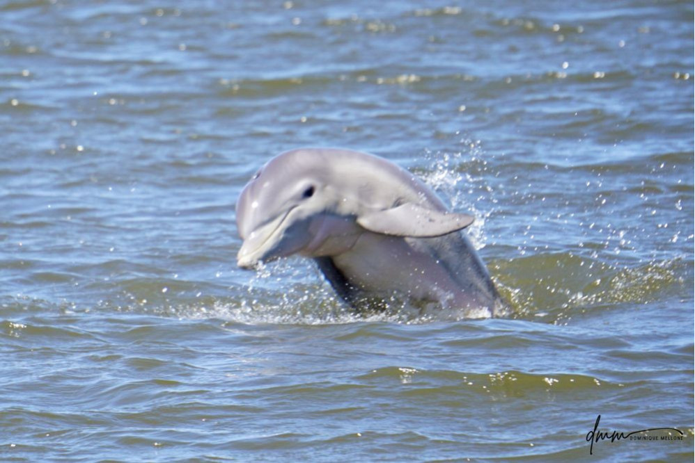Bottlenose Dolphin- Half Breach 22