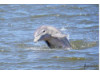 Bottlenose Dolphin- Half Breach 22