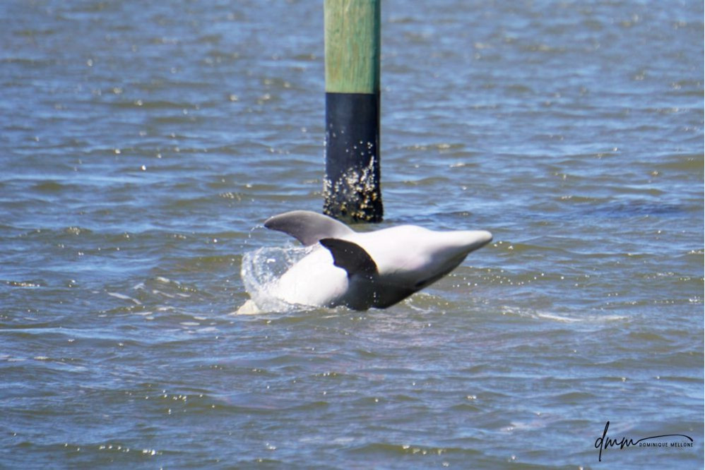 Bottlenose Dolphin- Half Breach 23