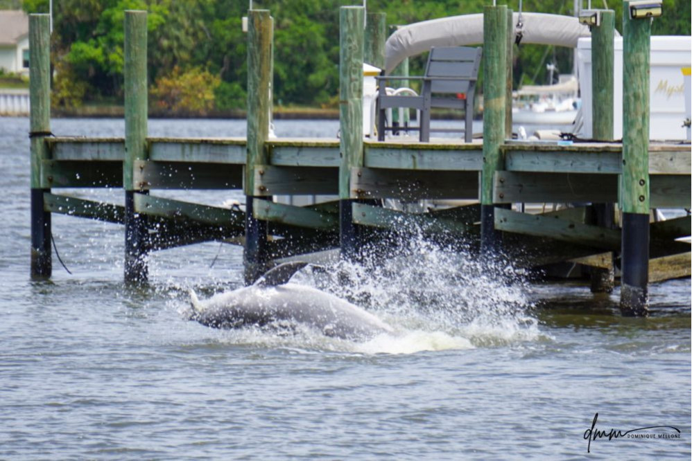 Bottlenose Dolphin- Half Breach 24