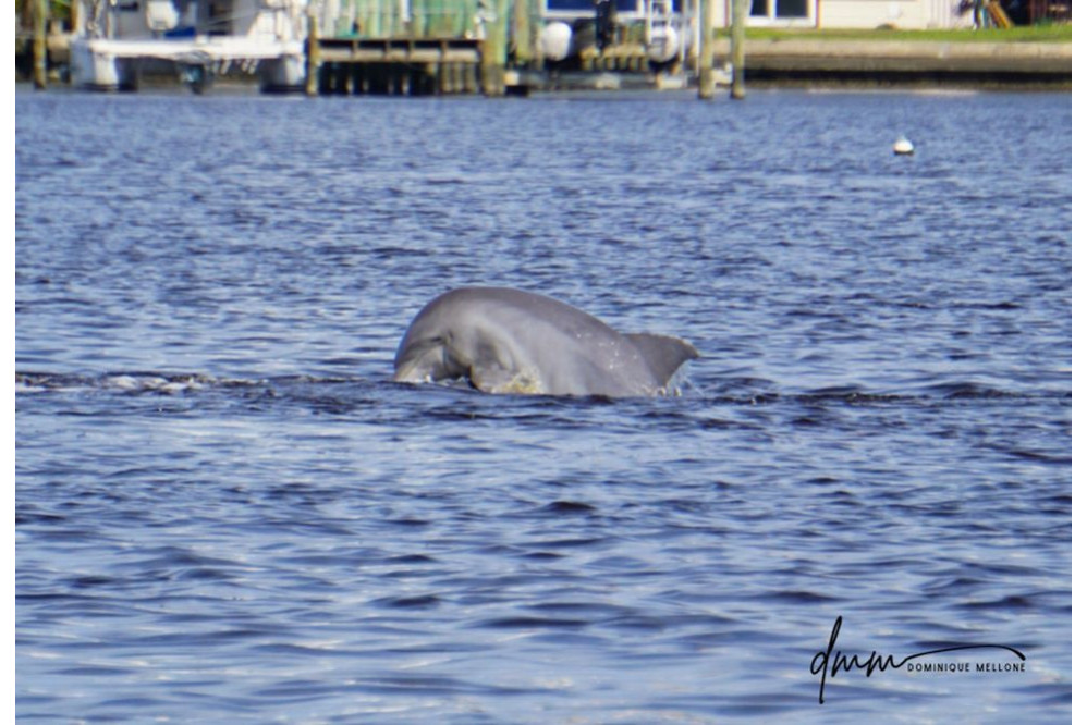 Bottlenose Dolphin- Half Breach 25