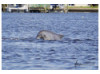 Bottlenose Dolphin- Half Breach 25