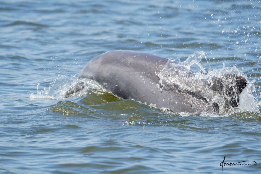 Bottlenose Dolphin- Half Breach 26