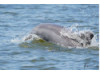 Bottlenose Dolphin- Half Breach 26