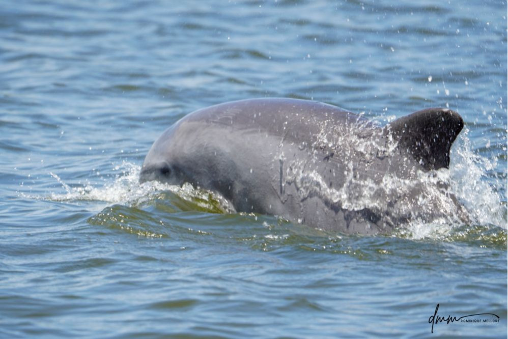 Bottlenose Dolphin- Half Breach 27