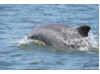 Bottlenose Dolphin- Half Breach 27