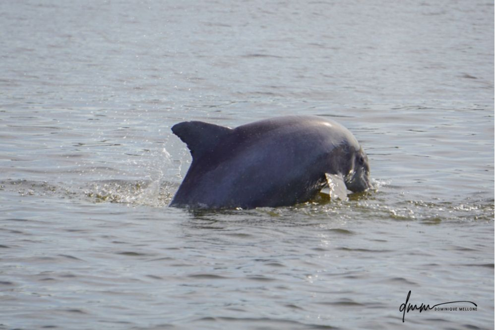 Bottlenose Dolphin- Half Breach 3