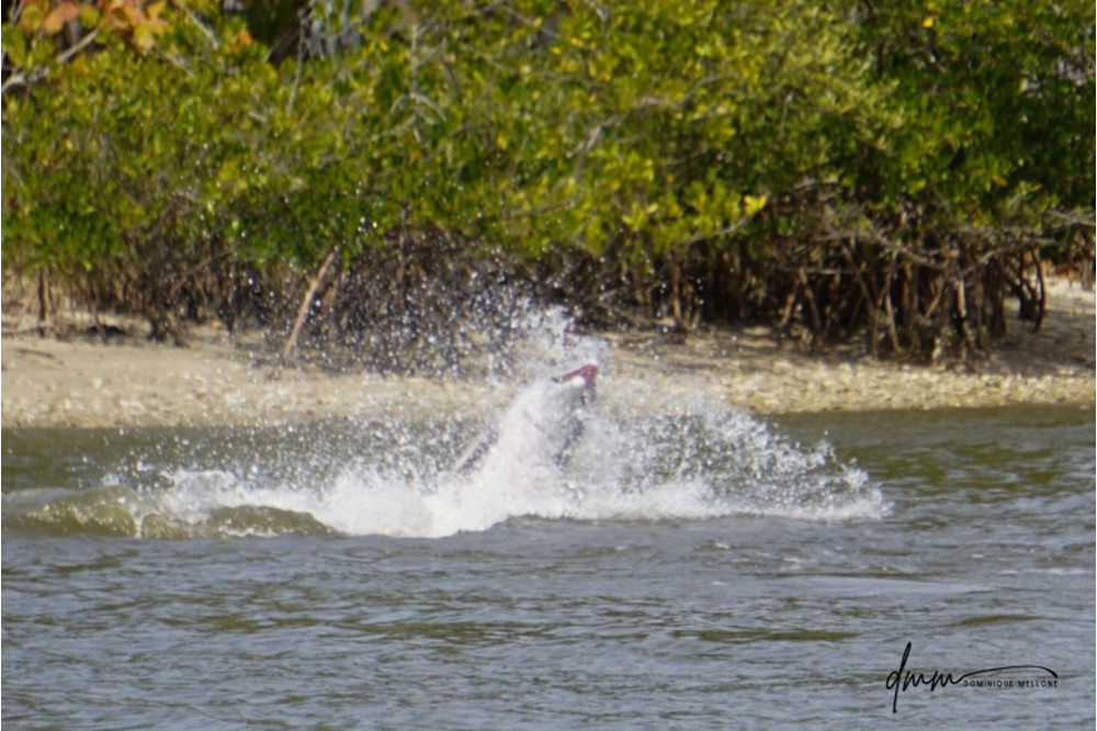 Bottlenose Dolphin- Half Breach 4