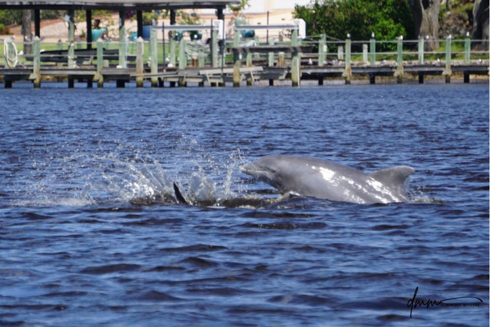 Bottlenose Dolphin- Half Breach 5