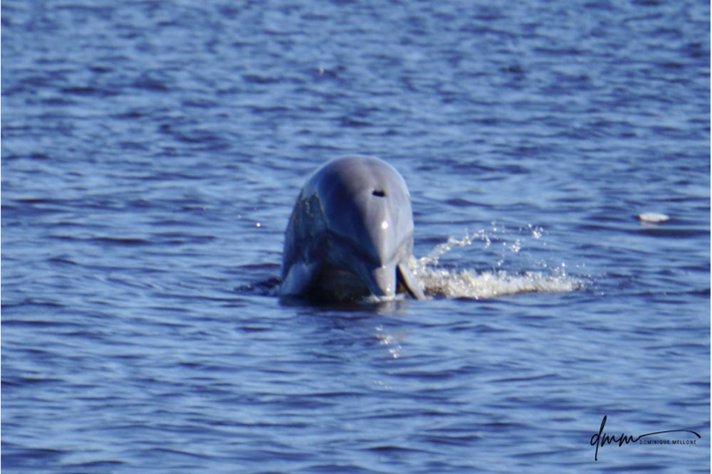 Bottlenose Dolphin- Half Breach 6