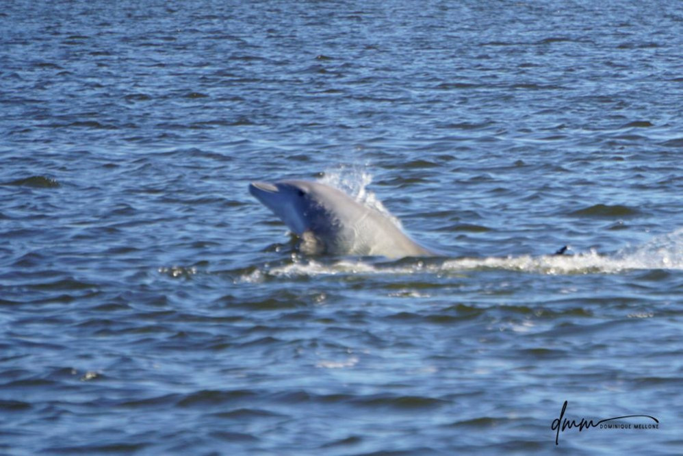 Bottlenose Dolphin- Half Breach 7