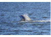 Bottlenose Dolphin- Half Breach 7